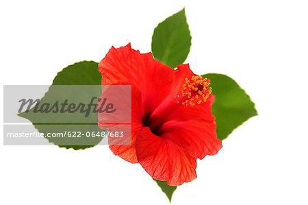 Hibiscus