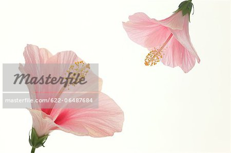 Hibiscus flowers