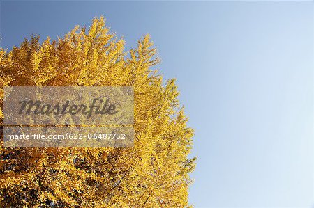 Autumn leaves and blue sky