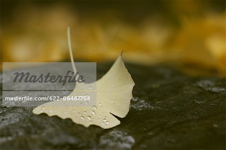 Yellow leaf