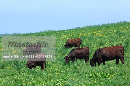 Grazing cows, Hokkaido