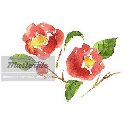 Camellia illustration