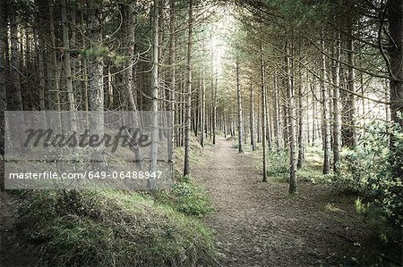 Dirt path in rural forest