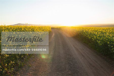 Dirt road in field of flowers