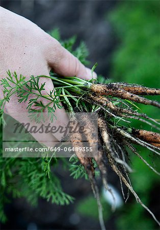 Hand holding fresh picked baby carrots