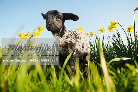 Lamb walking in field of flowers