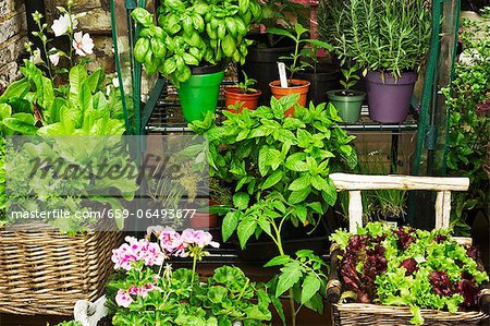 Various herbs, lettuce and flowers in pots in a garden