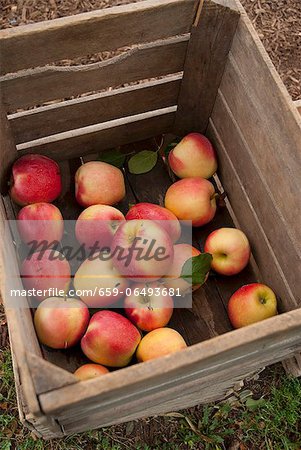 Fresh Picked Apples in a Crate