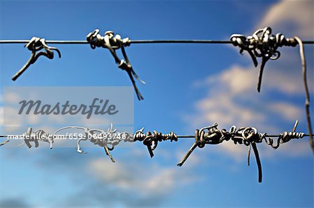 Lignified vines on wire in a vineyard