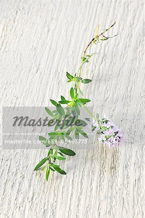 Thyme with flowers