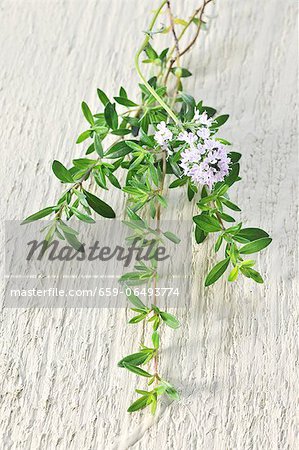 A bunch of thyme A bunch of thyme