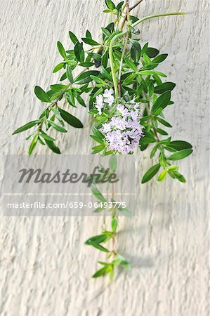 A bunch of thyme A bunch of thyme