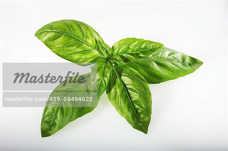 Genovese basil Genovese basil