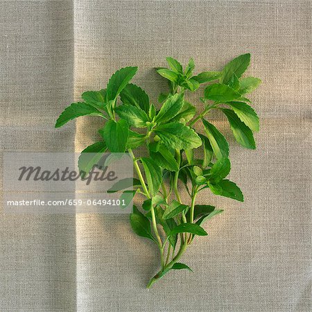 A sprig of fresh stevia on a linen cloth