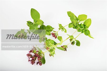 Oregano on a white surface Oregano on a white surface