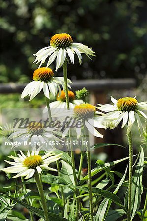 Echinacea