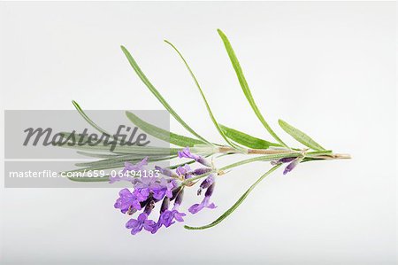 Lavender flowers Lavender flowers