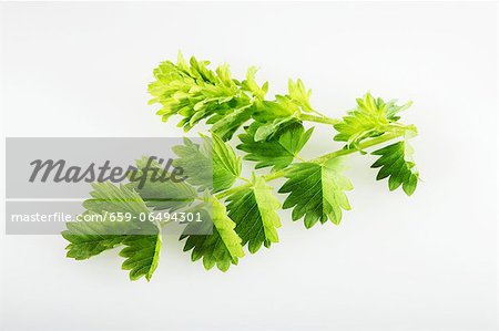 Salad burnet Salad burnet