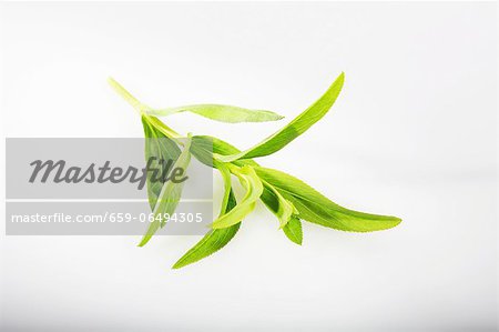 Winter tarragon Winter tarragon