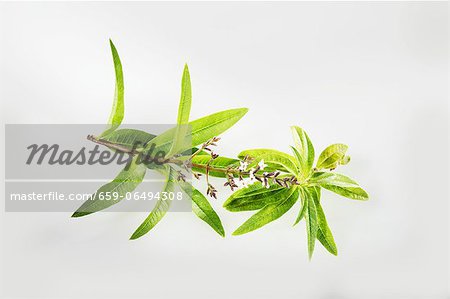 Lemon verbena