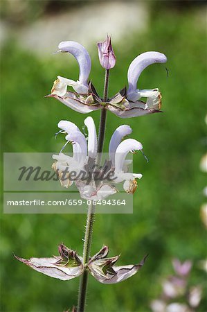 Clary sage (Salvia sclarea)