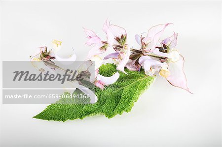 Clary sage (Salvia sclarea)