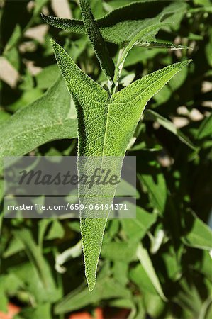 Macchu Picchu sage (Salvia sagittata)