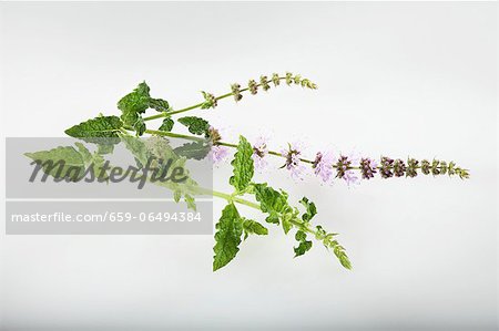 Strawberry mint (Mentha species)