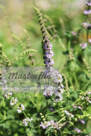 Strawberry mint (Mentha species)