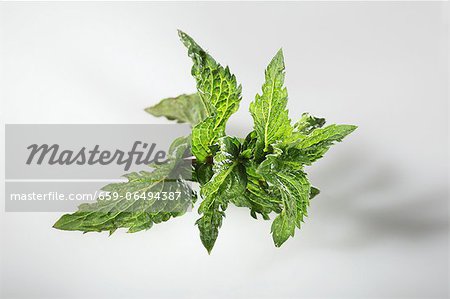 Moroccan tea mint (Mentha spicata var. crispa) Moroccan tea mint (Mentha spicata var. crispa)