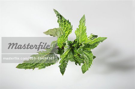 Moroccan tea mint (Mentha spicata var. crispa)