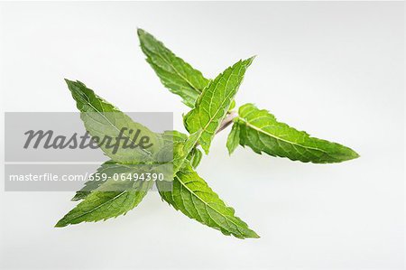 Nana mint (Mentha spicata var. crispa Nane)