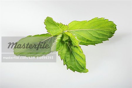 Swiss mint (Mentha spicata Swiss)