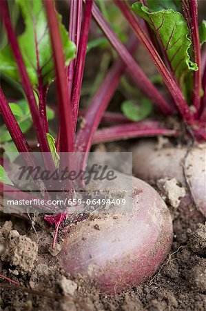 Beetroot in a field