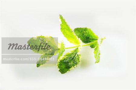 Fresh apple mint Fresh apple mint