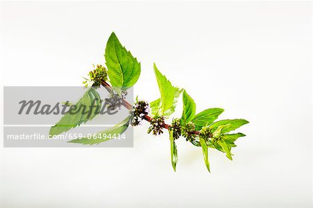 Fresh ginger mint with flowers