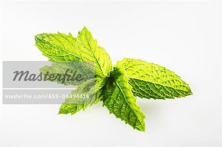 Kentucky Spearmint