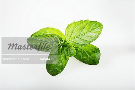 English green mint English green mint
