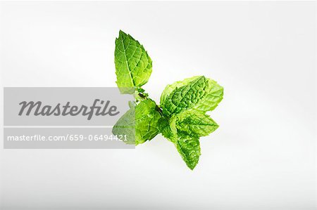 Greek mint