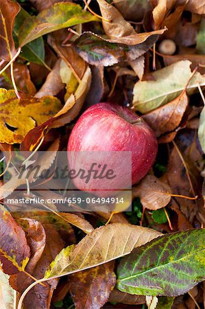 An apple in a pile of autumnal leaves