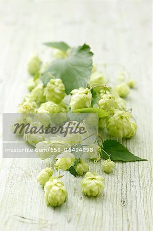 Hops sprouts on a wooden surface