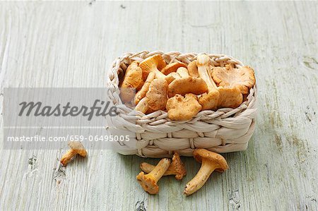 A basket of fresh chanterelle mushrooms