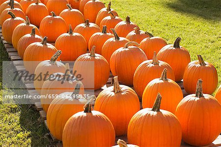 Harvested Pumpkins in Bennington, Vermont