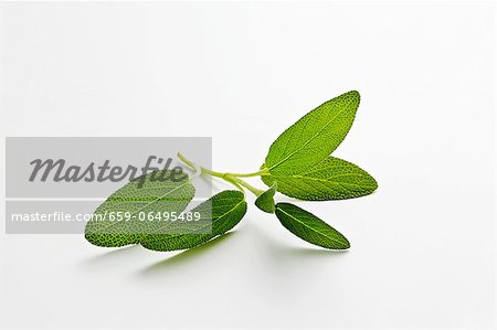 A sprig of sage A sprig of sage