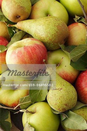 Pears and apples with leaves Pears and apples with leaves