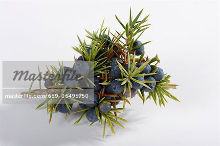 Juniper berries on the branch