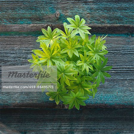 Woodruff Woodruff