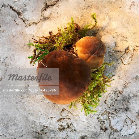 Porcini mushrooms with moss
