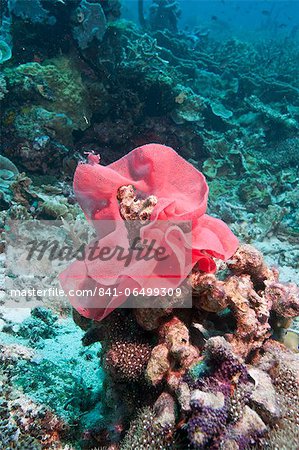 Nudibranch eggs, Komodo, Indonesia, Southeast Asia, Asia