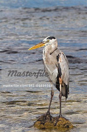 Adult great blue heron (Ardea herodias cognata), Cerro Dragon, Santa Cruz Island, Galapagos Islands, Ecuador, South America